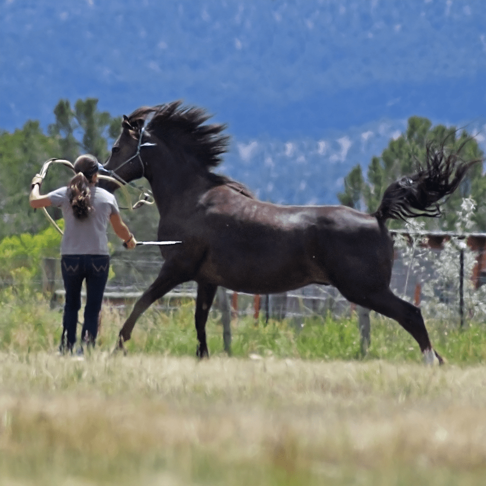 Julie doing groundwork with a fractious horse.