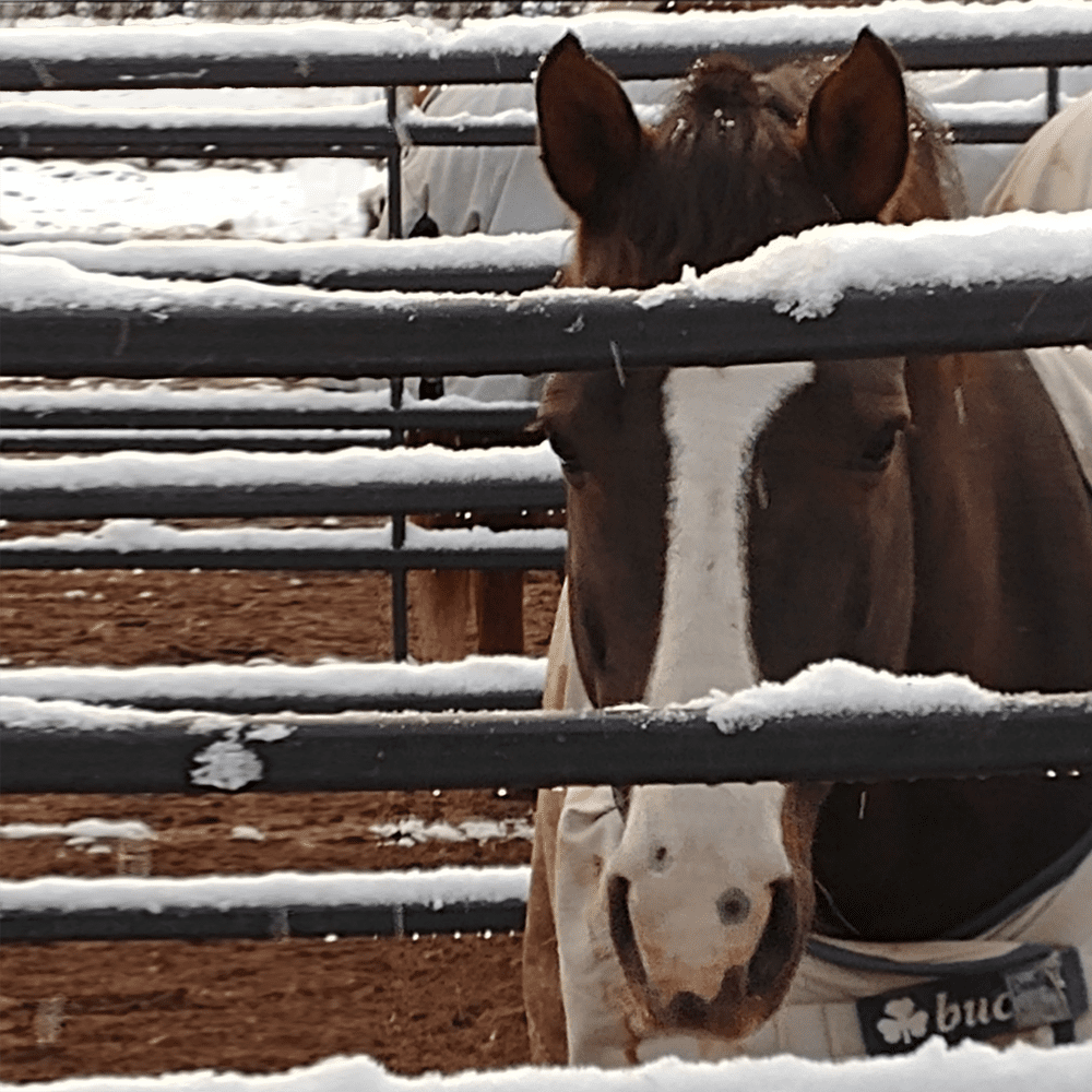 Dually behind a snowy fence.